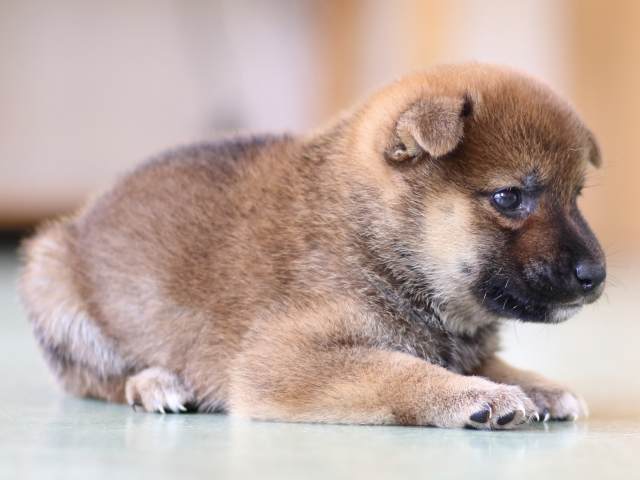 FP5A5304-puppy FP5A5304-puppy