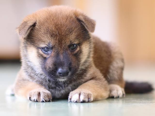 FP5A5320-puppy FP5A5320-puppy
