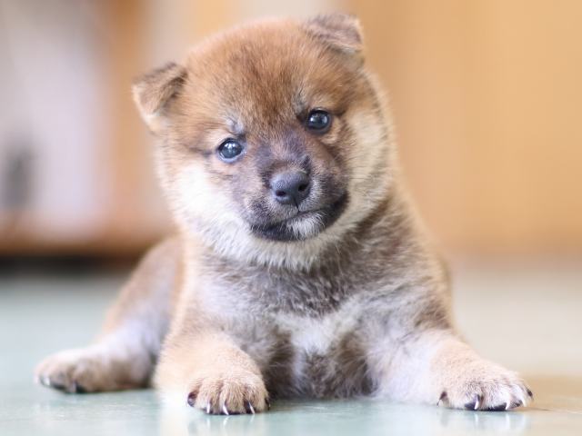 FP5A5329-puppy FP5A5329-puppy