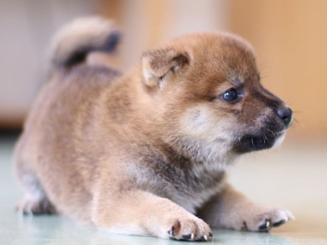 FP5A5336-puppy FP5A5336-puppy