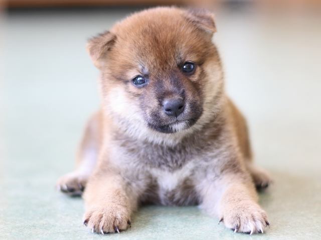 FP5A5350-puppy FP5A5350-puppy