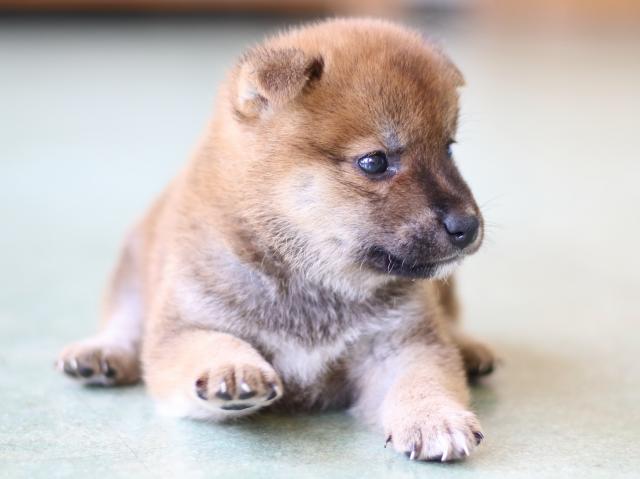 FP5A5353-puppy FP5A5353-puppy