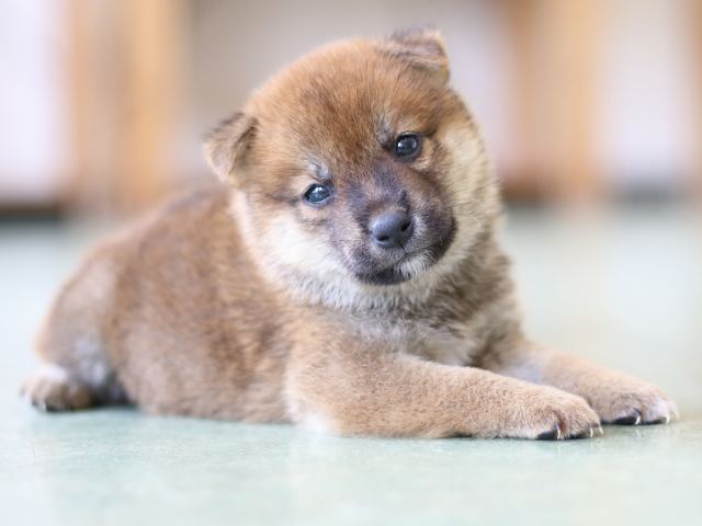 FP5A5367-puppy FP5A5367-puppy