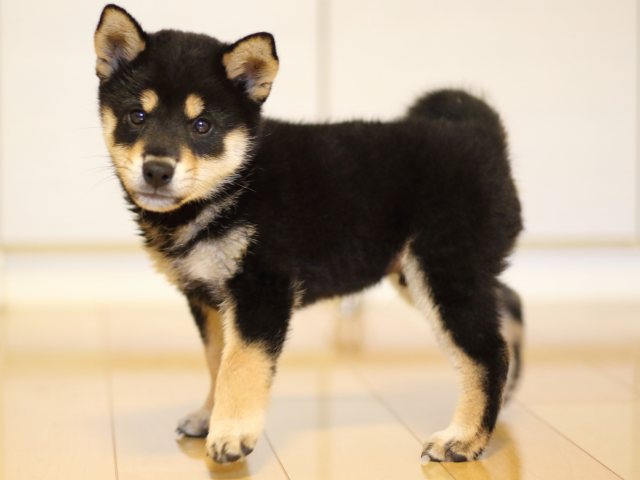 FP5A5519-puppy FP5A5519-puppy