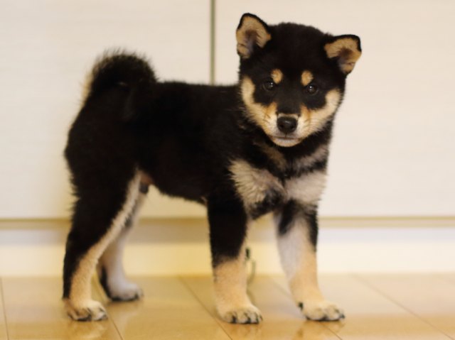 FP5A5550-puppy FP5A5550-puppy
