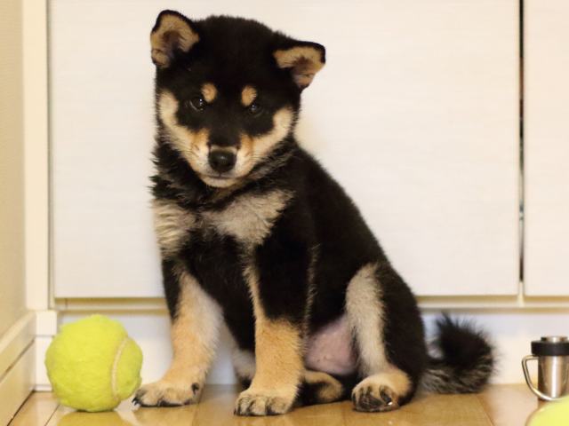 FP5A5571-puppy FP5A5571-puppy