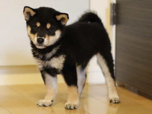 FP5A5596-puppy FP5A5596-puppy