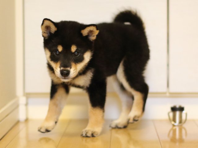 FP5A5606-puppy FP5A5606-puppy