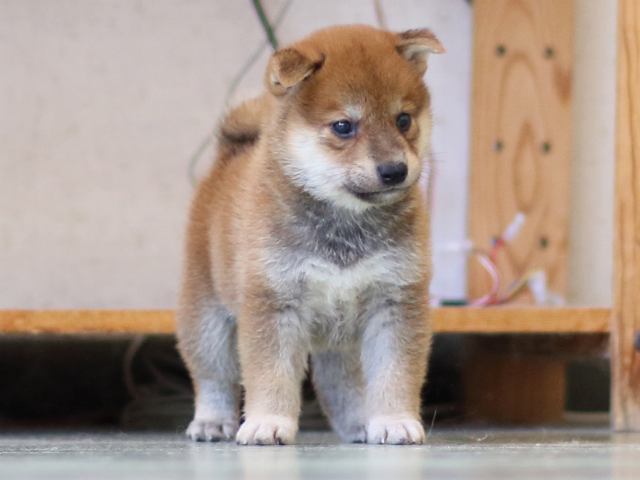 FP5A6082-puppy FP5A6082-puppy