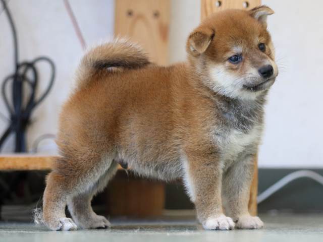 FP5A6100-puppy FP5A6100-puppy