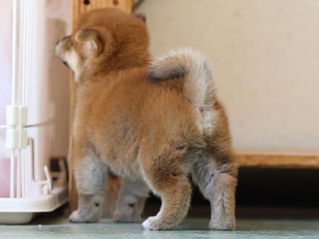 FP5A6132-puppy FP5A6132-puppy