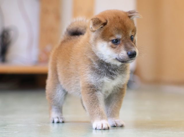 FP5A6157-puppy FP5A6157-puppy