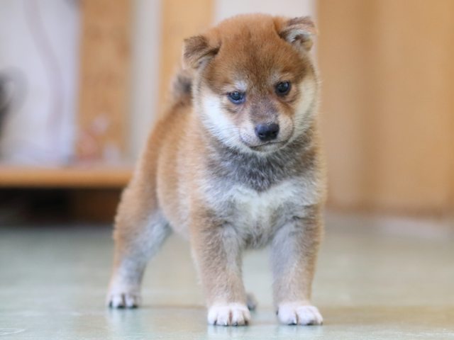 FP5A6158-puppy FP5A6158-puppy