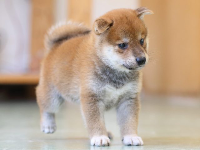 FP5A6168-puppy FP5A6168-puppy