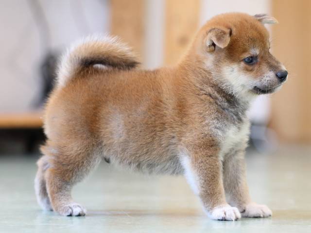 FP5A6175-puppy FP5A6175-puppy