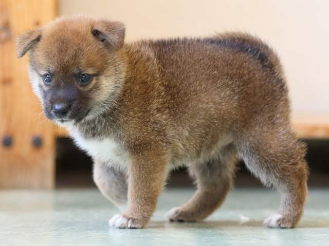 FP5A6193-puppy FP5A6193-puppy