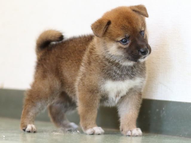 FP5A6210-puppy FP5A6210-puppy