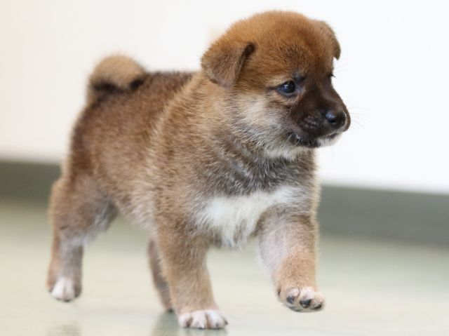 FP5A6213-puppy FP5A6213-puppy