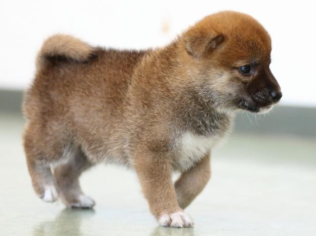 FP5A6220-puppy FP5A6220-puppy