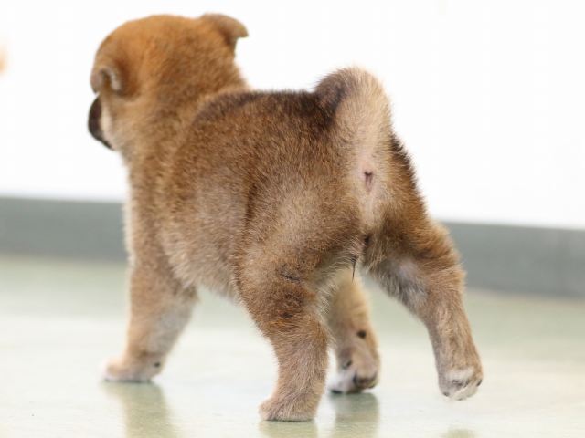 FP5A6232-puppy FP5A6232-puppy
