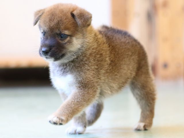 FP5A6236-puppy FP5A6236-puppy