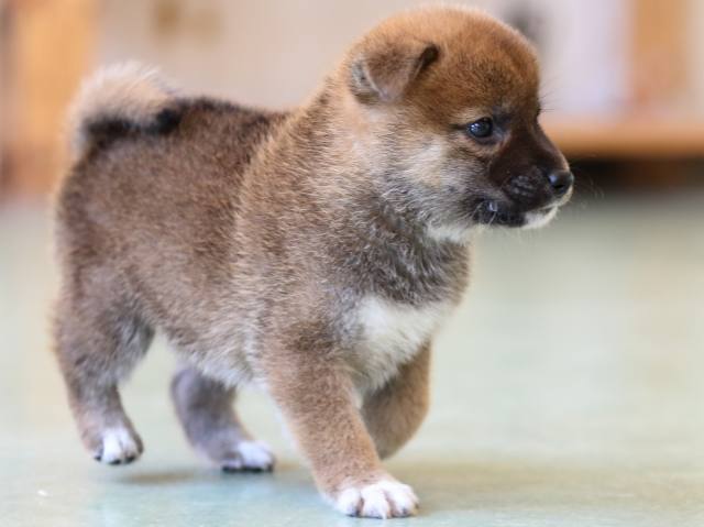 FP5A6241-puppy FP5A6241-puppy
