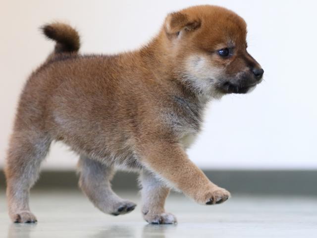 FP5A6298-puppy FP5A6298-puppy