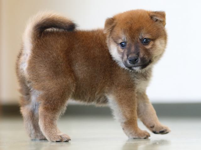 FP5A6327-puppy FP5A6327-puppy