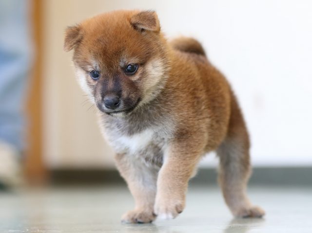 FP5A6332-puppy FP5A6332-puppy