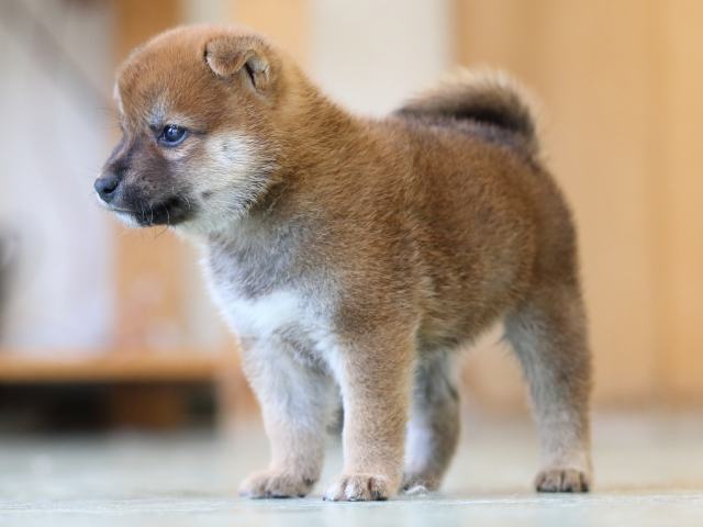 FP5A6346-puppy FP5A6346-puppy