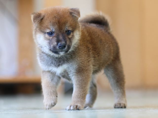 FP5A6350-puppy FP5A6350-puppy
