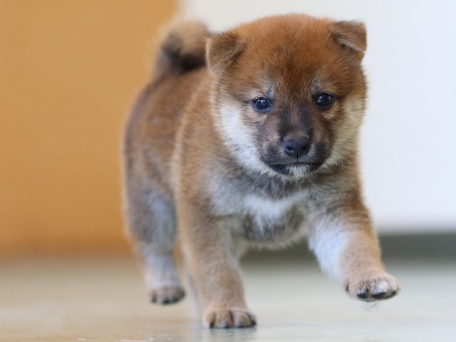 FP5A6360-puppy FP5A6360-puppy