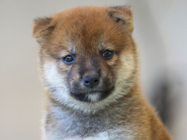 FP5A6392-puppy FP5A6392-puppy