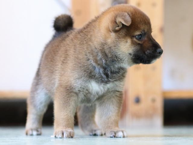 FP5A6431-puppy FP5A6431-puppy