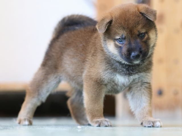 FP5A6441-puppy FP5A6441-puppy