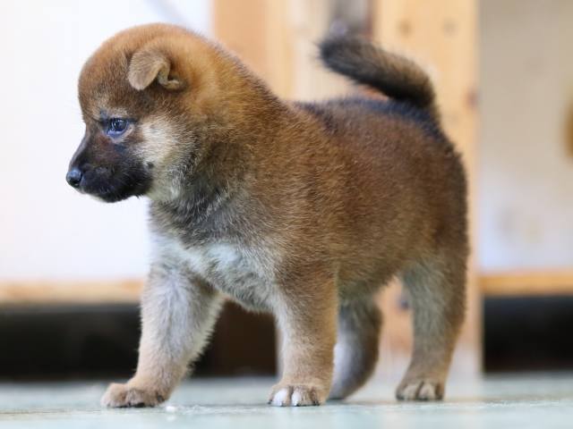 FP5A6449-puppy FP5A6449-puppy