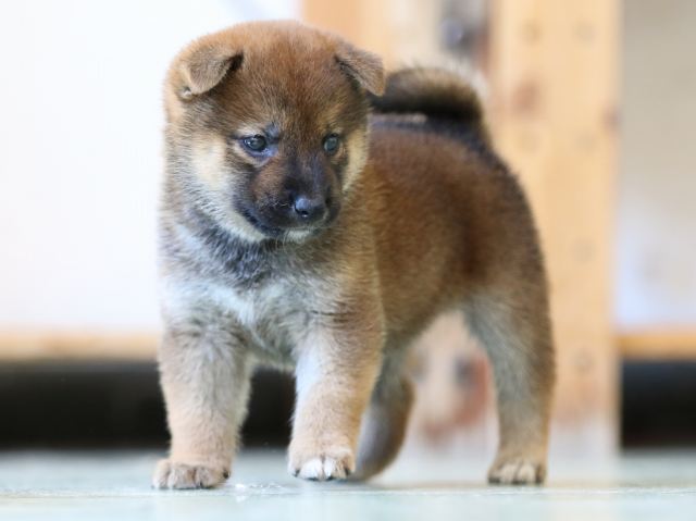 FP5A6454-puppy FP5A6454-puppy