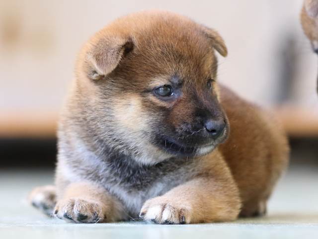 FP5A6468-puppy FP5A6468-puppy