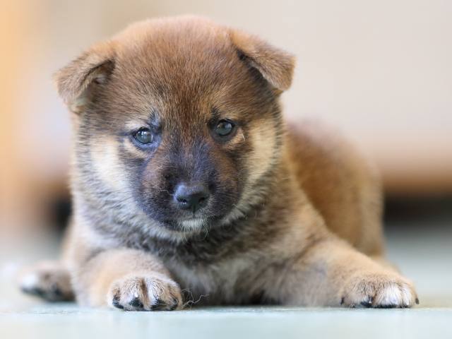 FP5A6485-puppy FP5A6485-puppy