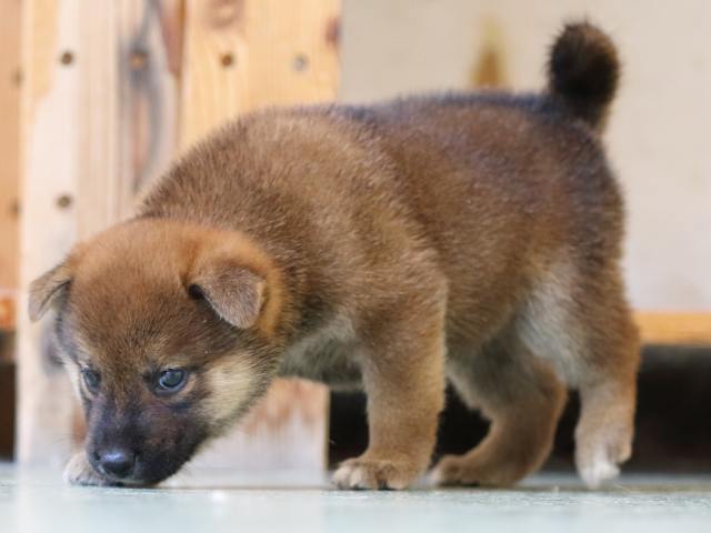 FP5A6497-puppy FP5A6497-puppy