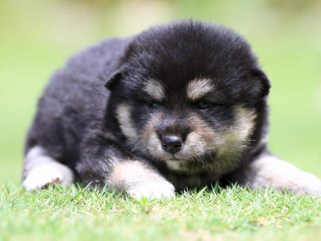 FP5A8828-puppy FP5A8828-puppy