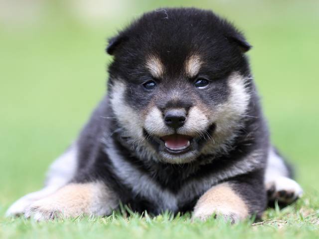 FP5A8834-puppy FP5A8834-puppy