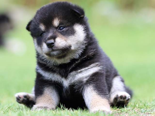 FP5A8840-puppy FP5A8840-puppy