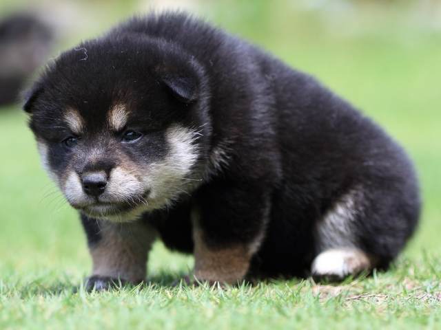 FP5A8853-puppy FP5A8853-puppy