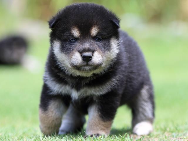 FP5A8859-puppy FP5A8859-puppy
