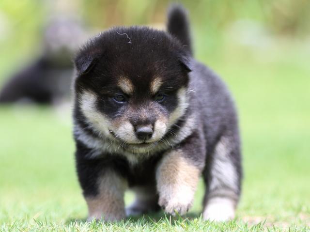 FP5A8882-puppy FP5A8882-puppy