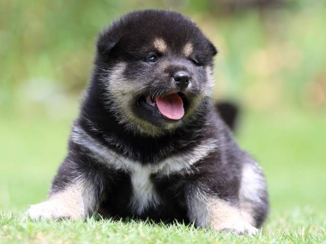 FP5A8916-puppy FP5A8916-puppy