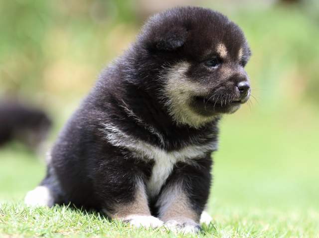 FP5A8935-puppy FP5A8935-puppy