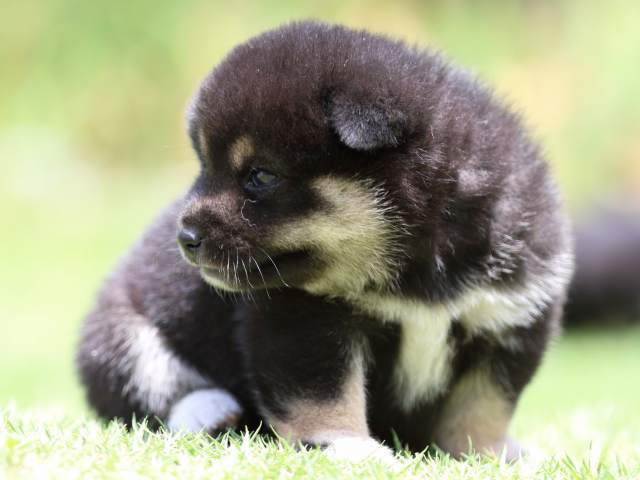 FP5A8948-puppy FP5A8948-puppy