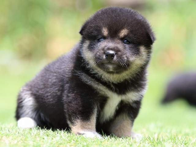 FP5A8954-puppy FP5A8954-puppy